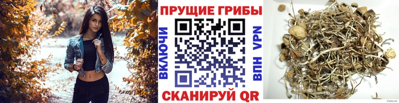 Псилоцибиновые грибы Psilocybine cubensis  Купить  Южа 